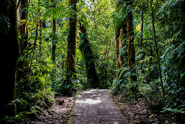 istock Hanging Bridges in Cloudforest - Costa Rica 511748224