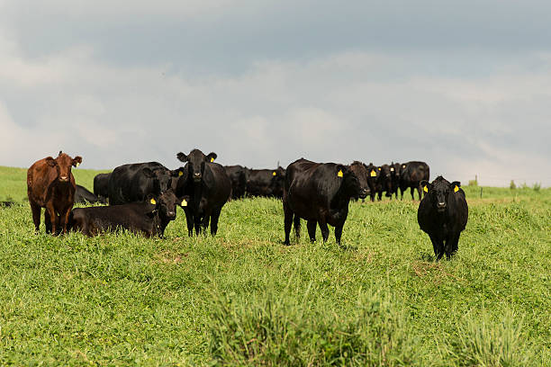 istock Herd of Cows in Hawaii 511748820