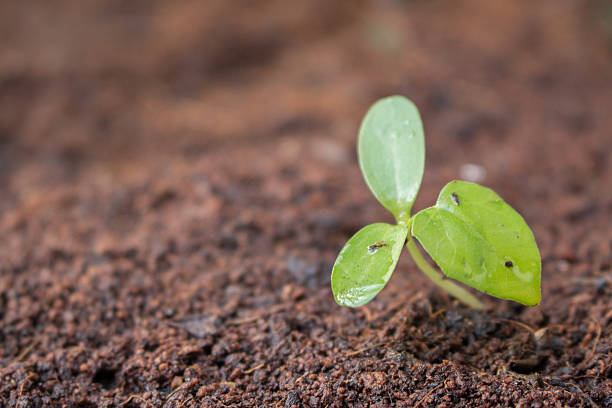 istock Sapling of the tree in the morning 511749006