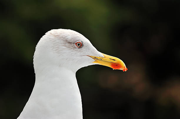 Photo of Common seagull head portrait