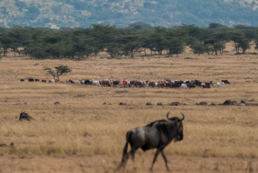 A Wilderbeest in defocused in the foreground on the savannah with a Masai tribesman and his herd of cattle focused in the distance.