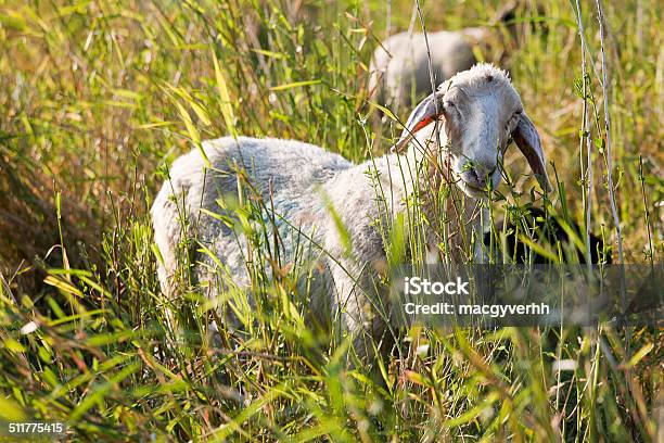 Foto de Ovelhas e mais fotos de stock de Agricultura - Agricultura, Animal, Animal de Fazenda