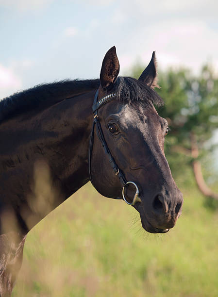 istock portrait of nice  black stallion 511776433