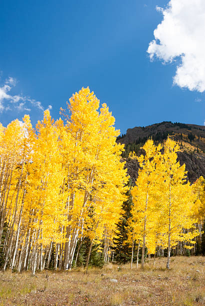 Aspen Bright Bright yellow aspens in Colorado mountains in Fall aspen tree grove tree stand stock pictures, royalty-free photos & images