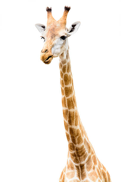 Giraffe head face stock photo