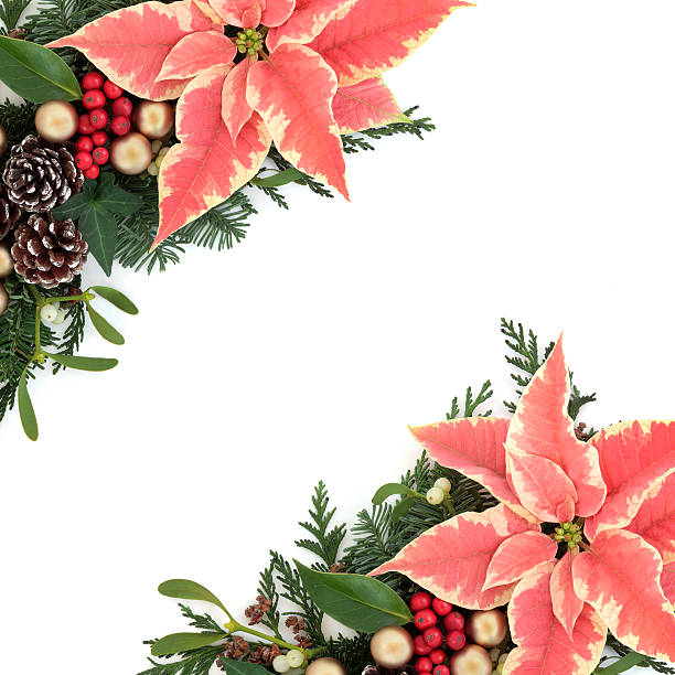 Poinsettia flower background border for thanksgiving and christmas with gold baubles, fir, holly, mistletoe, ivy and cedar cypress leaf sprigs over white.