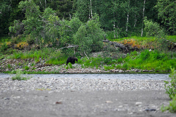 istock Brown bear on the banks of river. 511777179