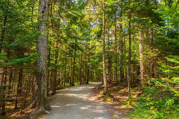 Photo of Pathway in the Hopewell Rocks park