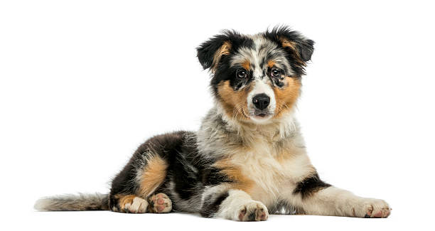 Australian Shepherd (3, 5 months old) Australian Shepherd (3,5 months old) in front of a white background australian shepherd stock pictures, royalty-free photos & images