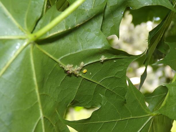 Maple Tree Insecticide 40+ Do Maple Trees Get Aphids Stock Photos, Pictures & Royalty-Free ...
