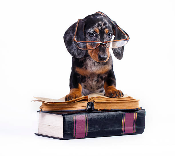 istock dachshund puppy in glasses and book 511783578