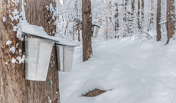 istock Maple syrup collection buckets.  Snow covered sugar shack woods. 511783910