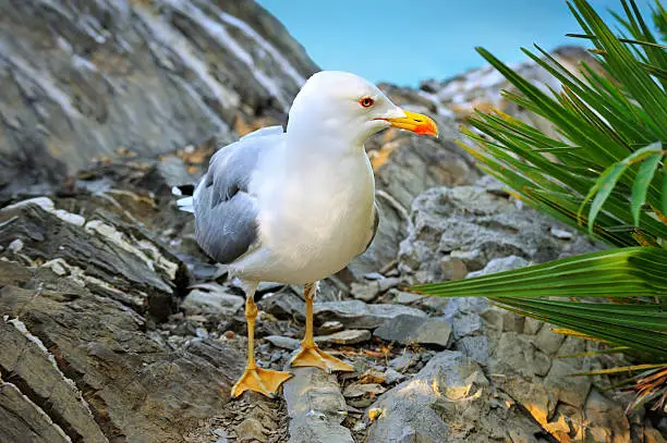 Photo of seagull stands on the rock