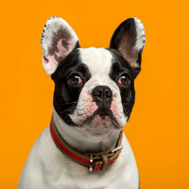 istock French Bulldog  in front of an orange background 511784646