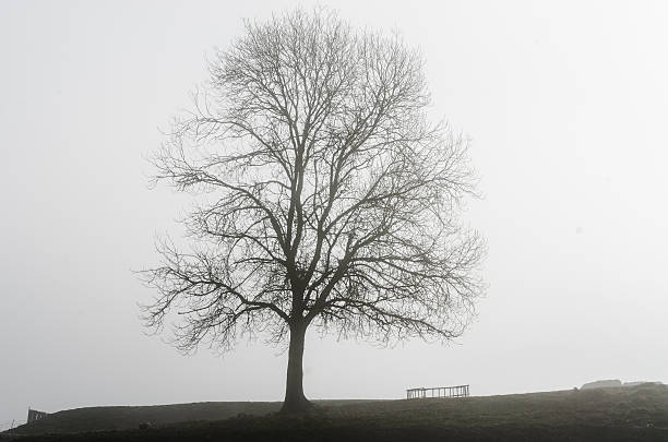 istock Solitary tree in a foggy morning 511785360
