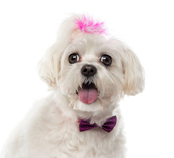 istock Close-up of a Maltese in front of a white background 511785442