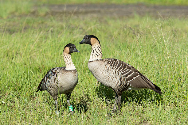 Nene Geese stock photo