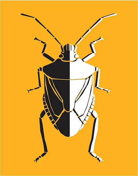 Vector illustration of Bug, vector illustration