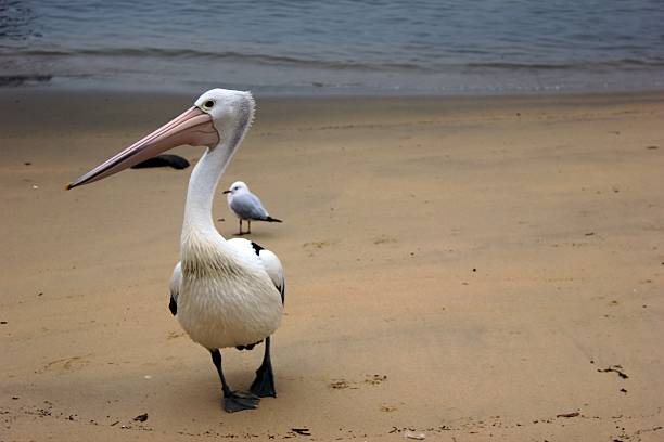 istock Pelican. Whatsons Bay, Sydney. 511786440