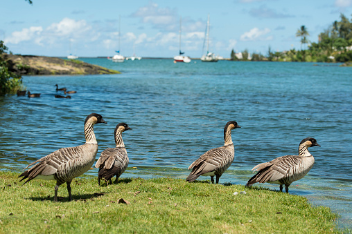 A Flock of Nene Geese in Hawaii
