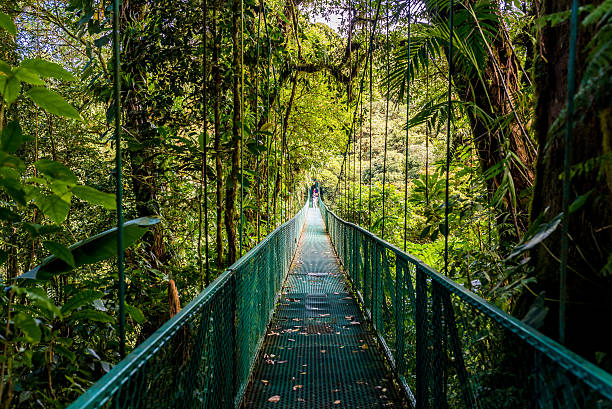 ぶら下がるブリッジズに cloudforest -costa rica - trail landscape footpath nature ストックフォトと画像