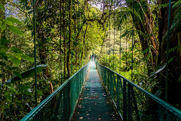 Hanging Bridges in Cloudforest - Costa Rica Walking on hanging bridges in Cloudforest - Travel destination Costa Rica footbridge photos stock pictures, royalty-free photos & images