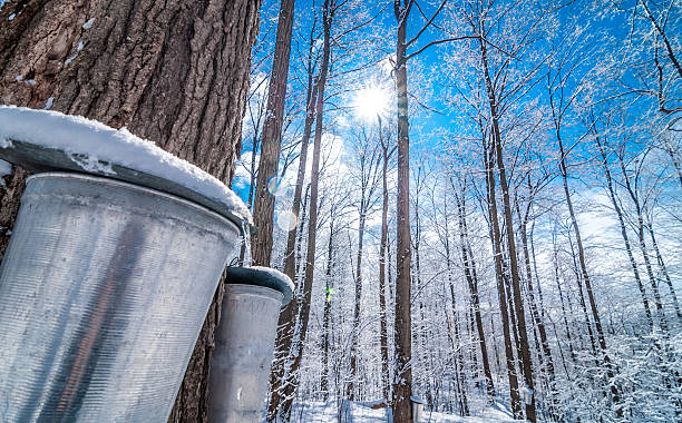 xarope, de bordo (ácer) baldes de recolha. neve coberta de açúcar barraca floresta. - nobody maple tree deciduous tree tree imagens e fotografias de stock