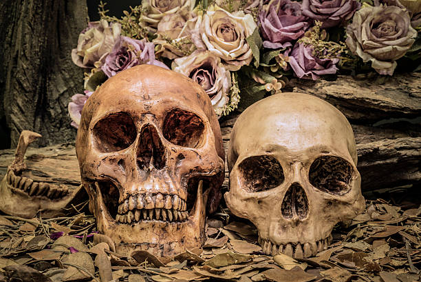 istock still life couple human skull art abstract background 511788968
