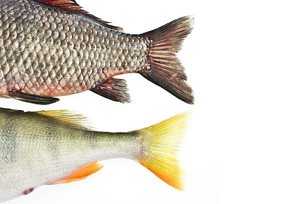 Fishes tails