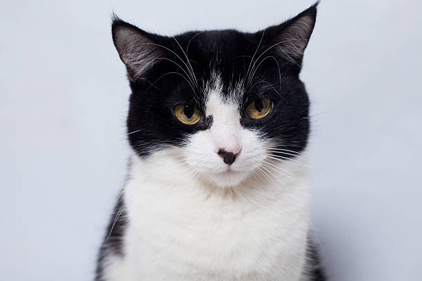 istock seated cute black and white cat  looking  the camera 511789958