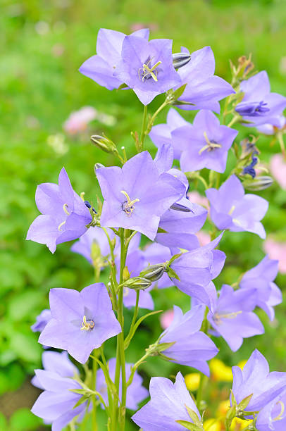 istock Campanula flowers in the garden 511790072