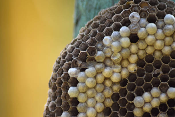 istock Wasp nest attached to a wooden board. 511790320
