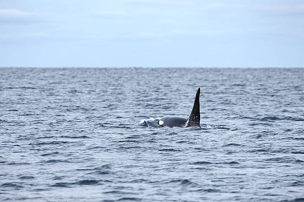 istock Killer whale swims in the arctic sea 511790448