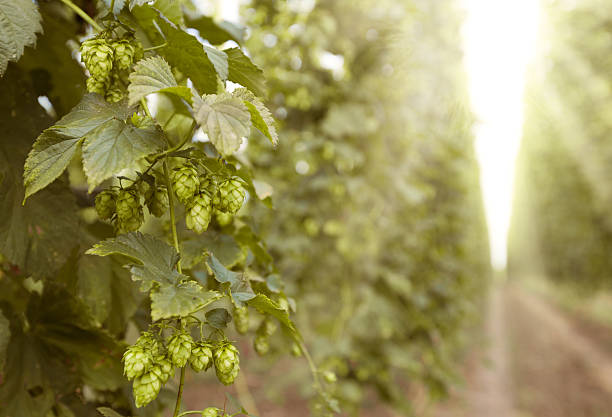 Champ de houblon ensoleillé - Photo