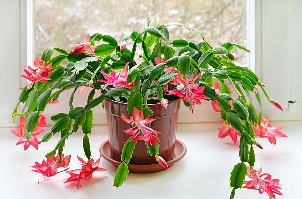 cactus de navidad (schlumbergera - estambre fotografías e imágenes de stock