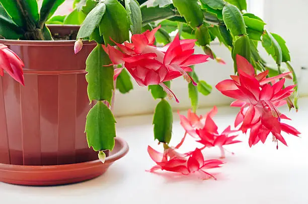 Christmas cactus (Schlumbergera) in pot on the window