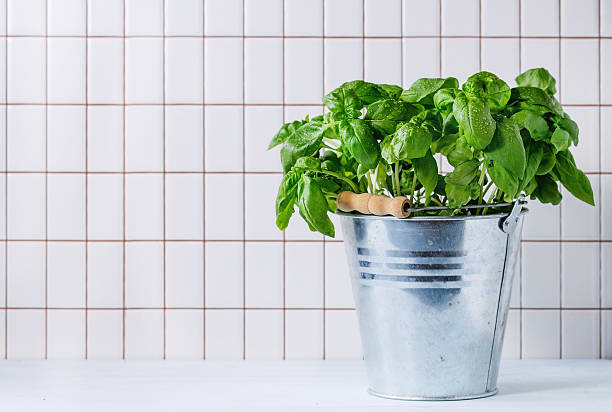 Basil in pot