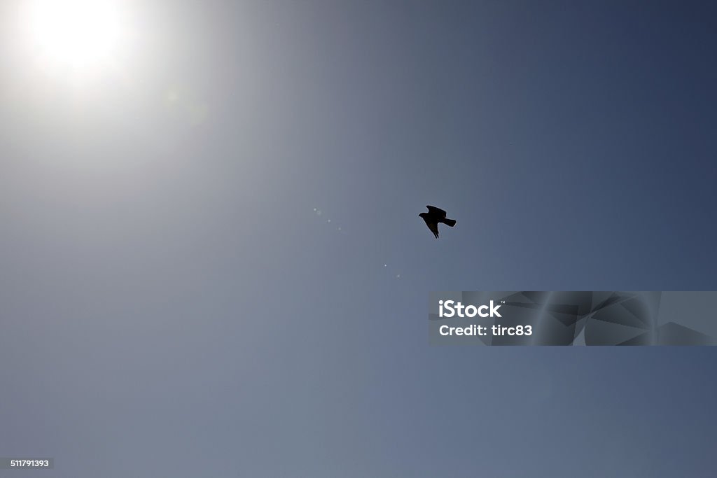 Buzzard silhouette in flight flying towards the sun Animal Wildlife Stock Photo