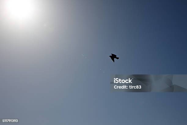 Buzzard Silhouette In Flight Flying Towards The Sun Stock Photo - Download Image Now