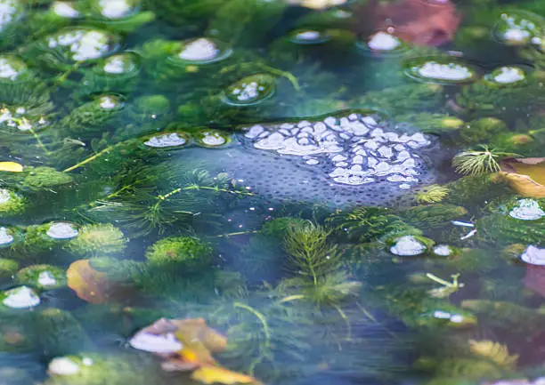 A shot of some frogspawn developing at the surface of a garden pond.