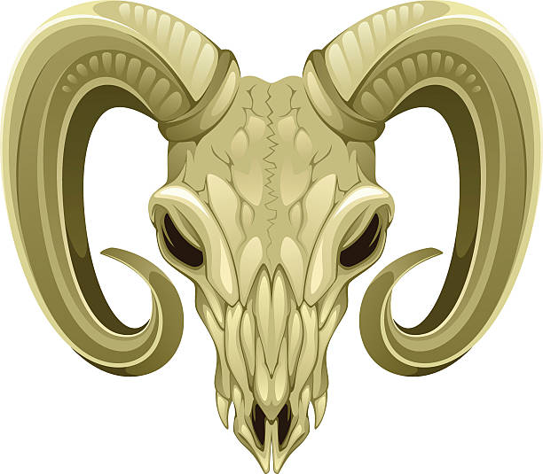 시프 스컬 - animal skull american bison horned ram stock illustrations