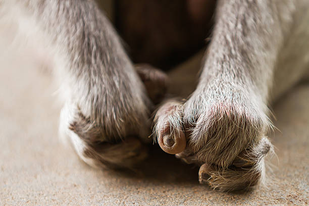 istock Monkey. Close up photo of monkey's hands. Bali, Indonesia. 511792154