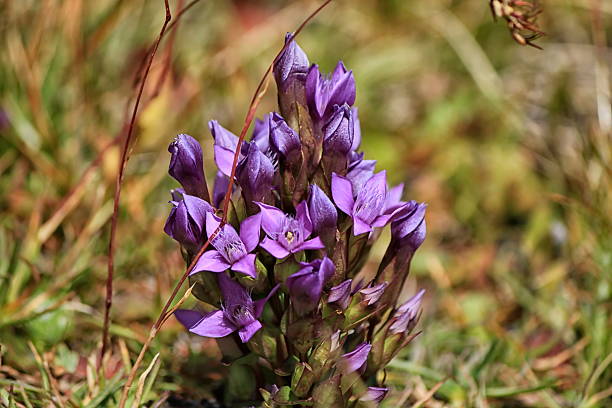 istock Gentianella campestris flower purple 511792422