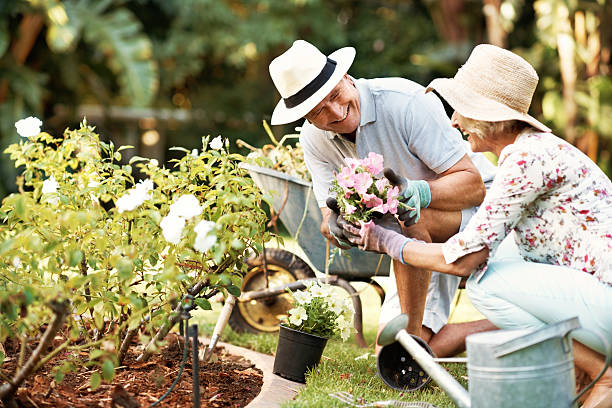 And this bunch is for you my flower! Shot of a smiling senior couple gardening in their yard perennial photos stock pictures, royalty-free photos & images