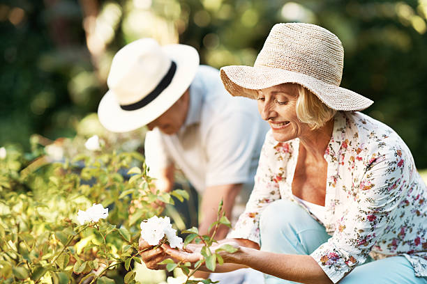 inspeccionar su delicadas flores - gardening senior adult action couple fotografías e imágenes de stock