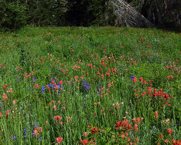 istock Field of Scarlet Paintbrush Horizontal View 511792721