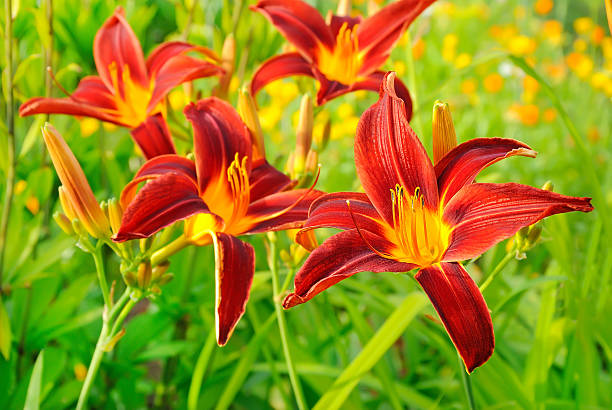 istock Lilium flower in garden 511792834