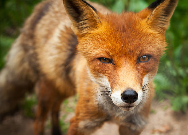 istock Close up summer photo of wild red fox 511793311