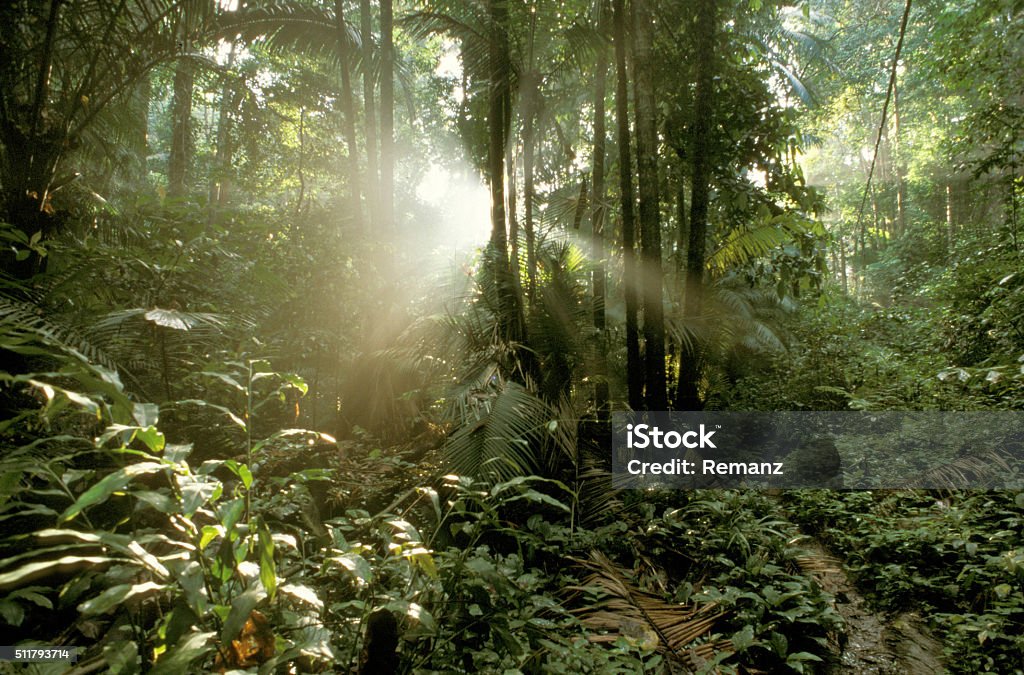 Malaysia Rainforest between Tekek and Juara, Pulau Tioman Island, Malaysia, Glade Stock Photo