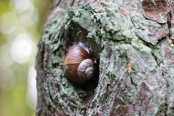 улитка на дереве - snail slimy boredom cute стоковые фото и изображения